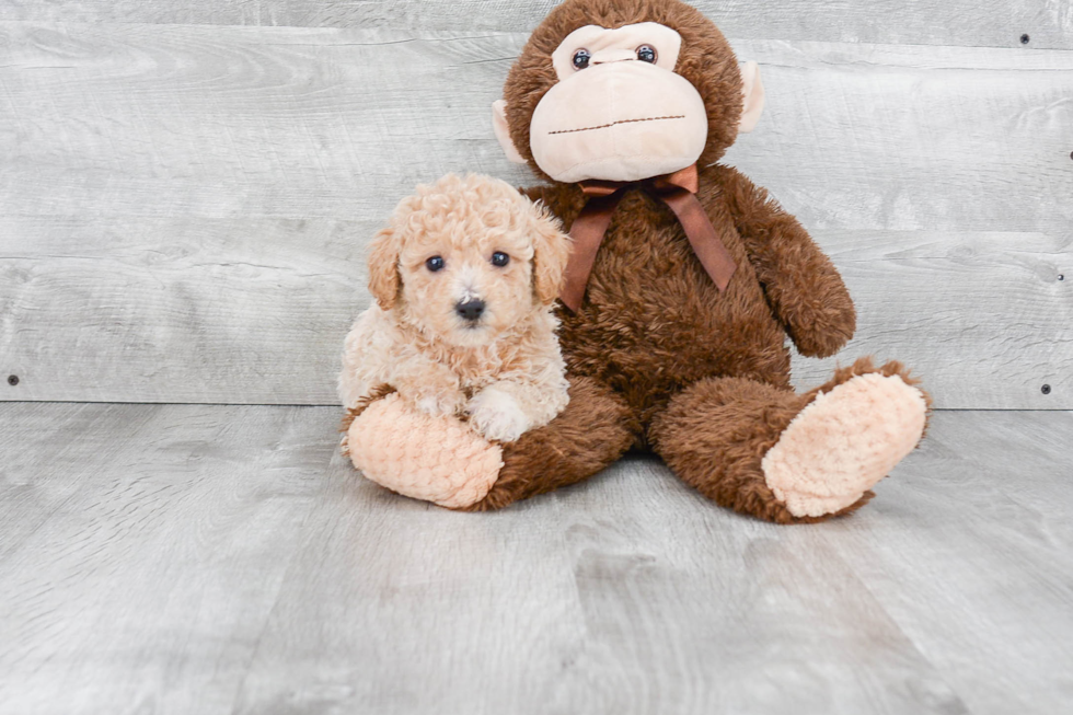 Sweet Maltipoo Baby