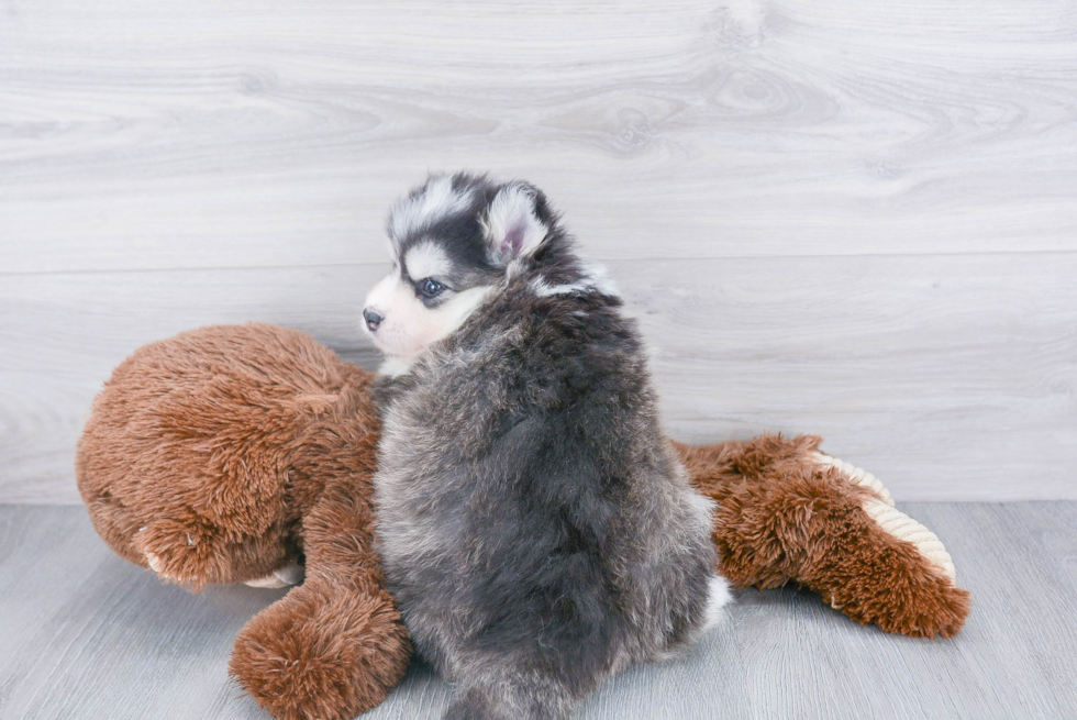 Sweet Pomsky Baby