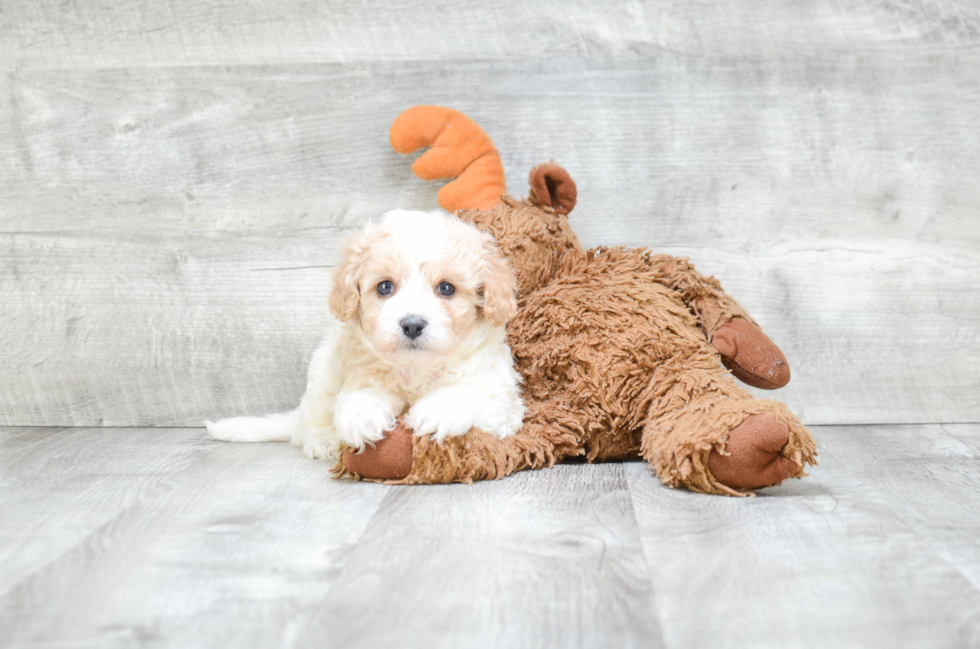 Cavachon Pup Being Cute