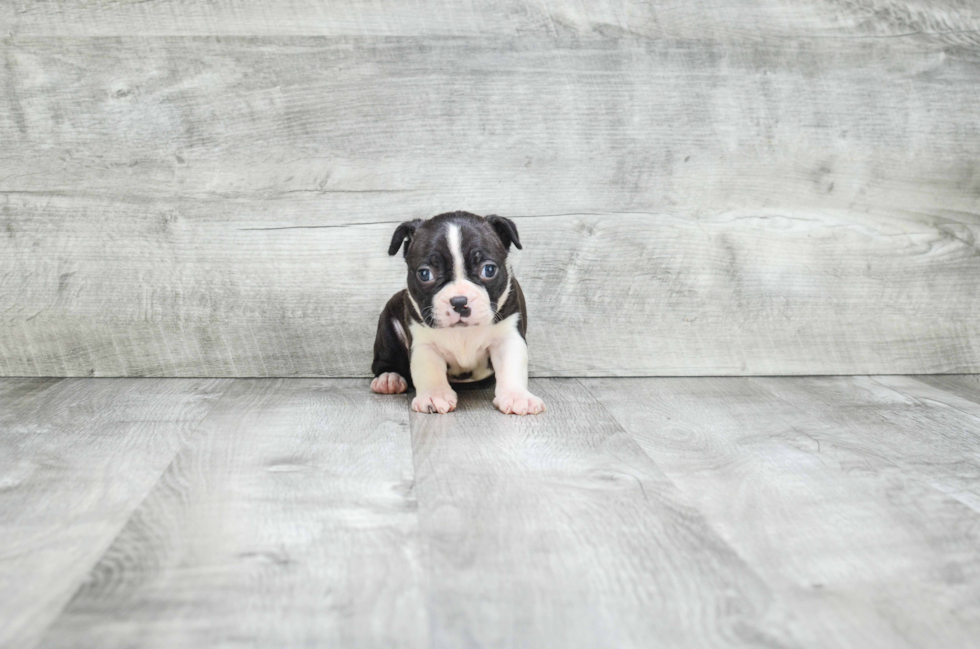 Boston Terrier Puppy for Adoption