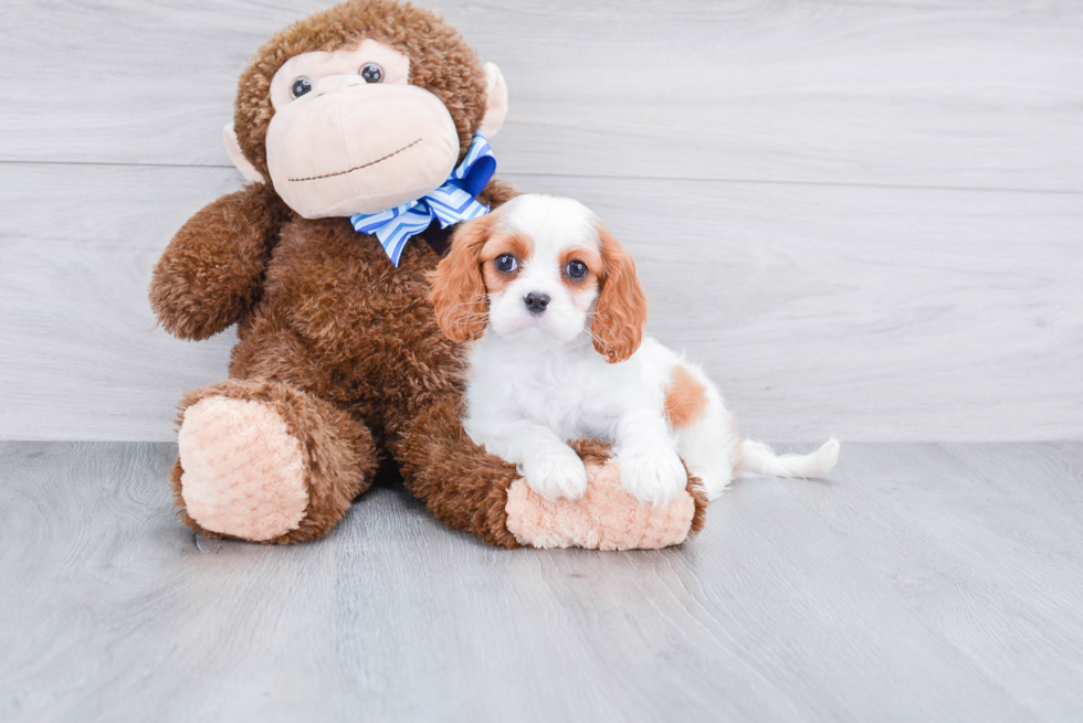 Cute Cavalier King Charles Spaniel Purebred Puppy