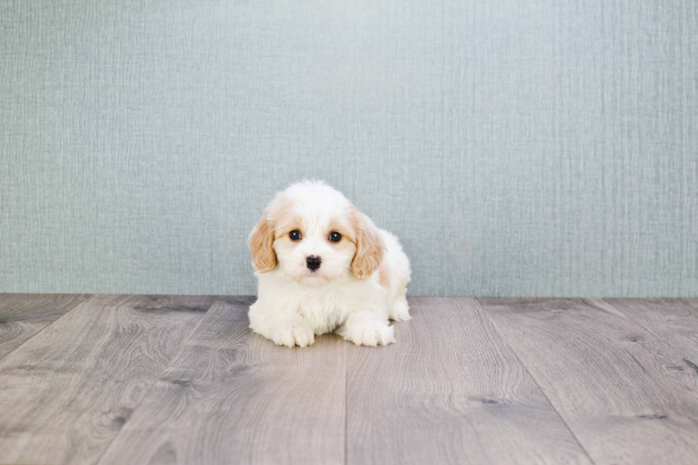 Adorable Cavalier Designer Puppy