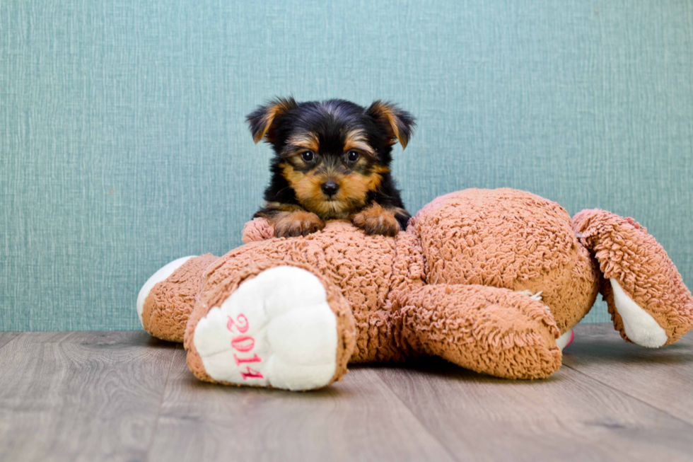 Meet Timmy - our Yorkshire Terrier Puppy Photo 