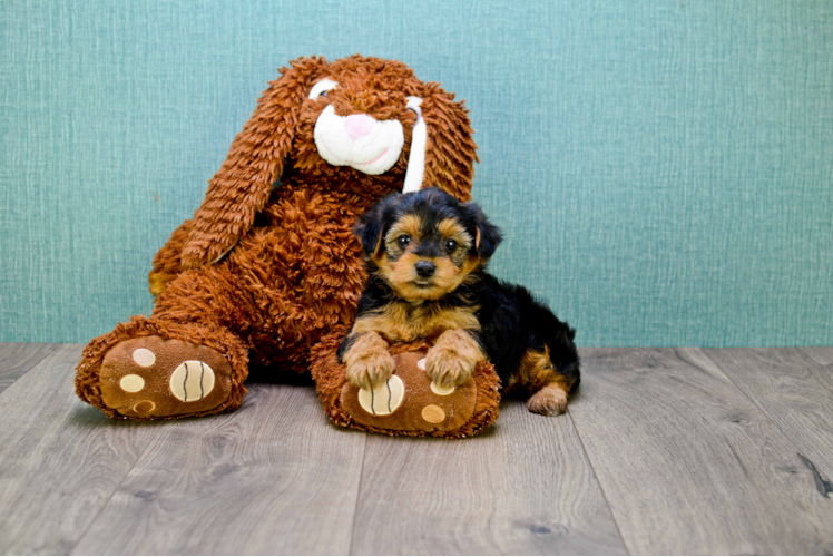 Cute Yorkie Poo Baby