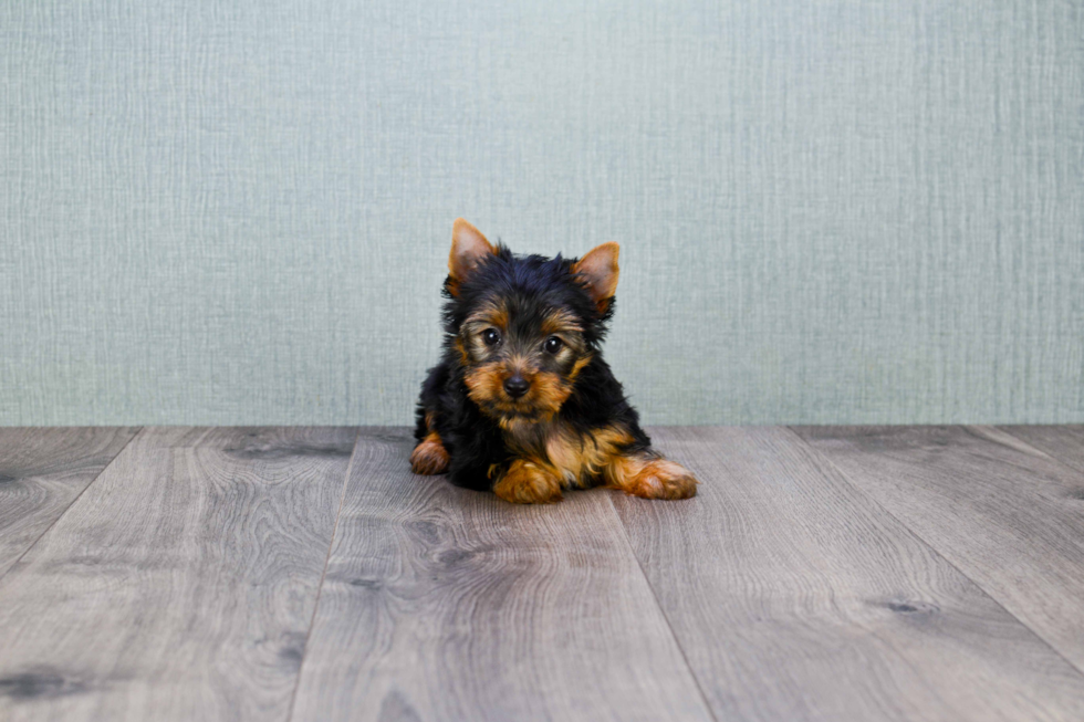 Meet Izzie - our Yorkshire Terrier Puppy Photo 