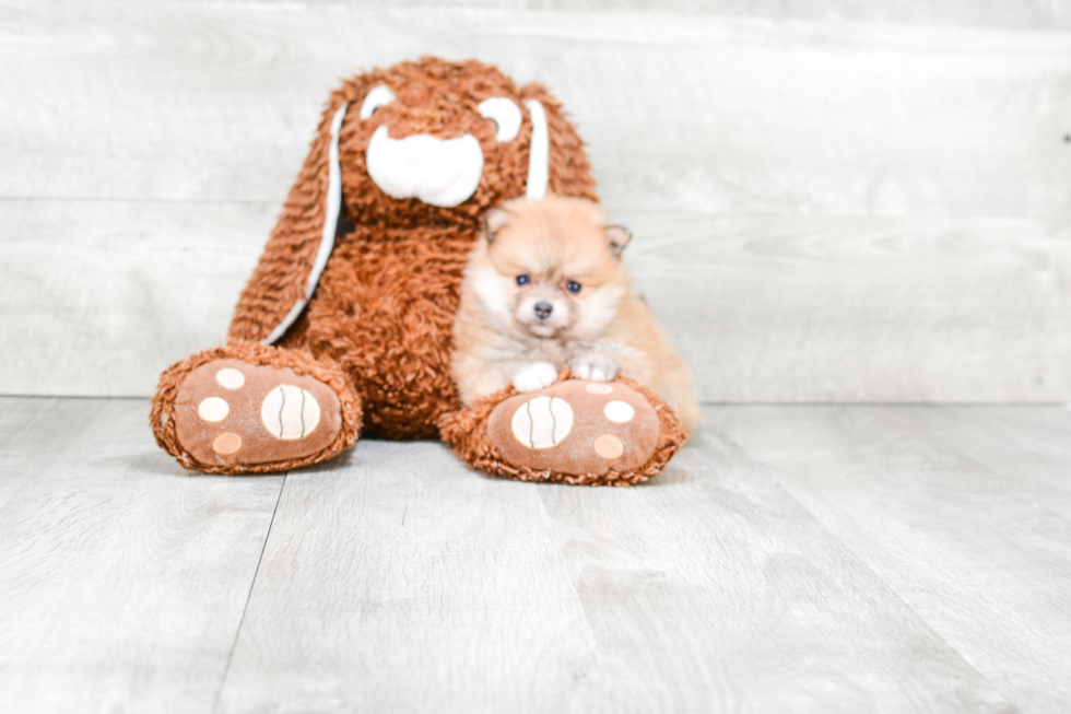 Pomeranian Puppy for Adoption