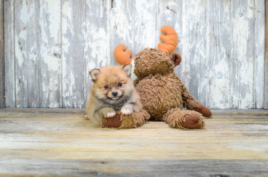 Best Pomeranian Baby