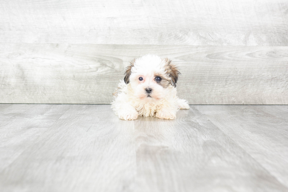 Havanese Puppy for Adoption