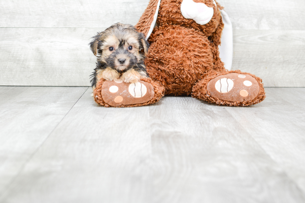 Happy Morkie Baby