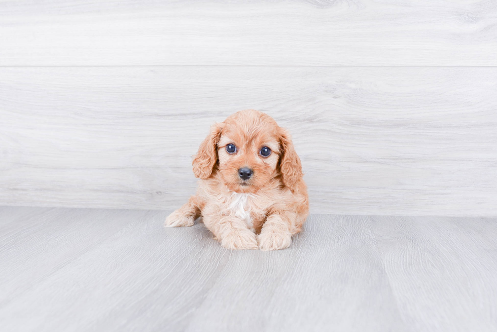 Little Cavoodle Poodle Mix Puppy