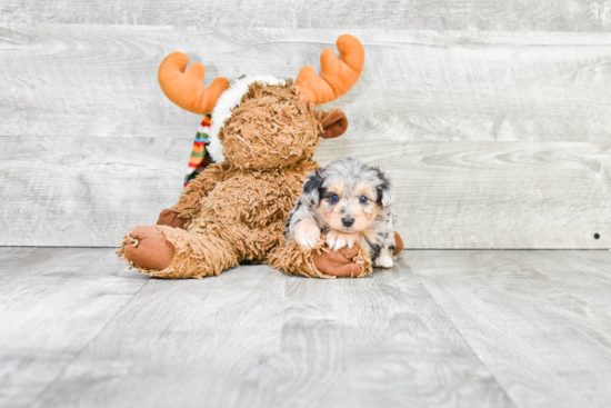 Playful Aussiepoo Poodle Mix Puppy