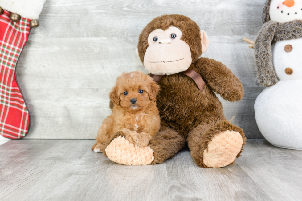 Cavapoo Pup Being Cute