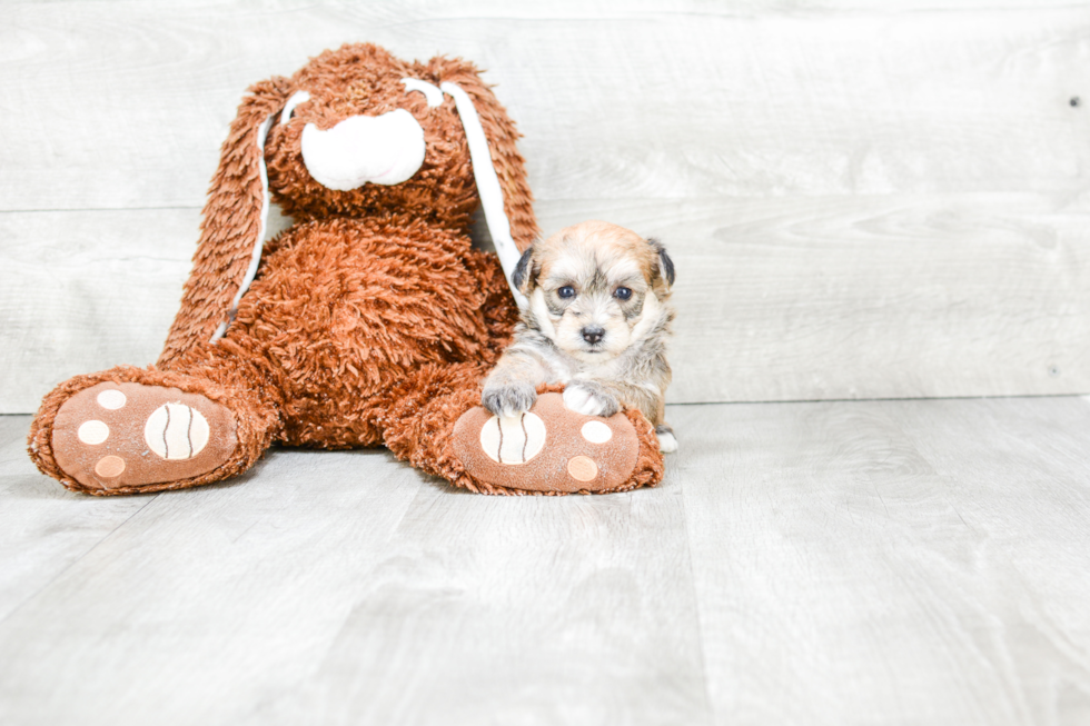 Little Yorkie Designer Puppy