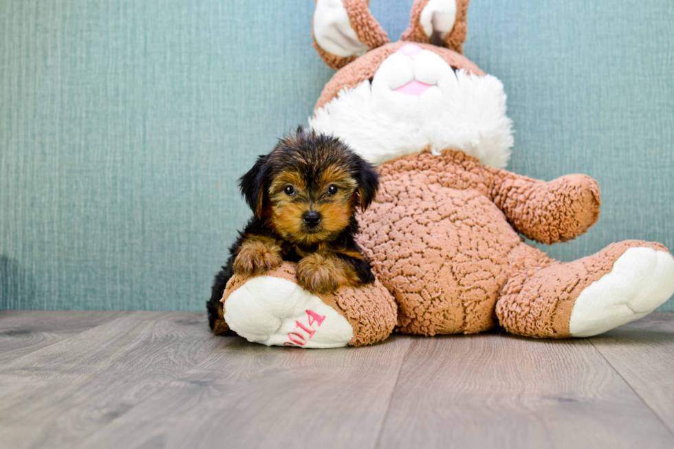 Meet Timmy - our Yorkshire Terrier Puppy Photo 