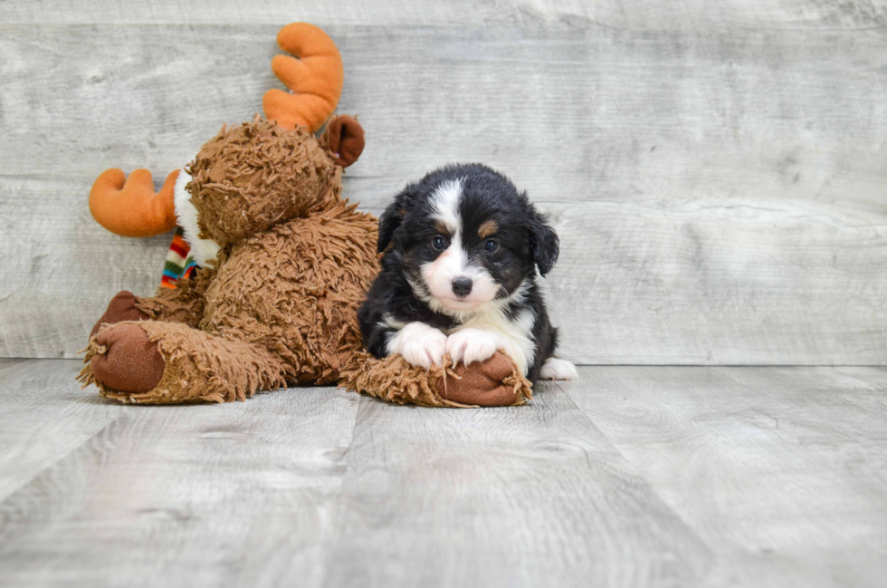 Mini Aussiedoodle Pup Being Cute