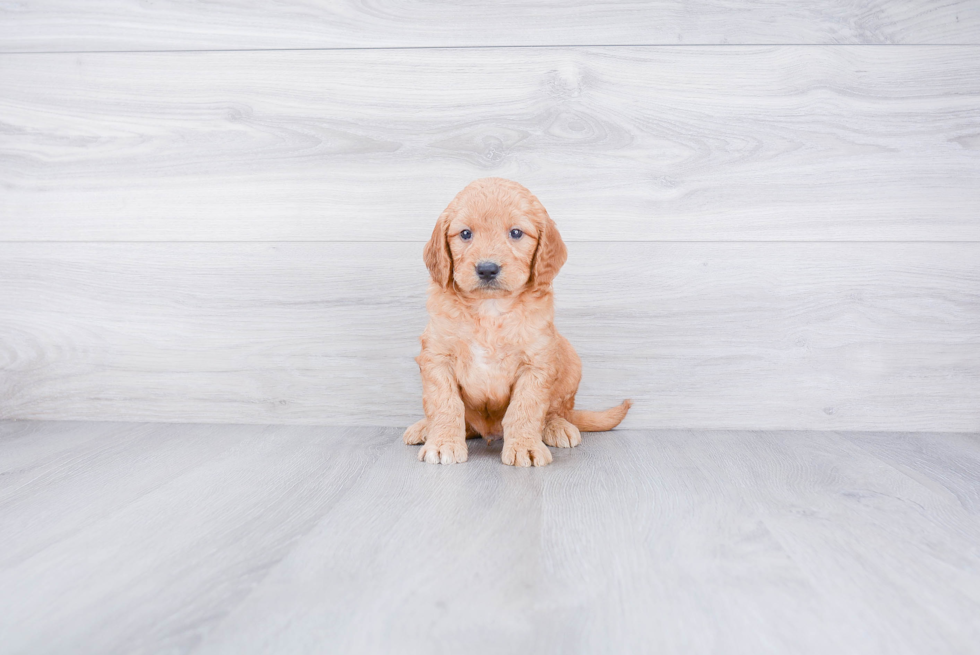 Cute Mini Goldendoodle Baby