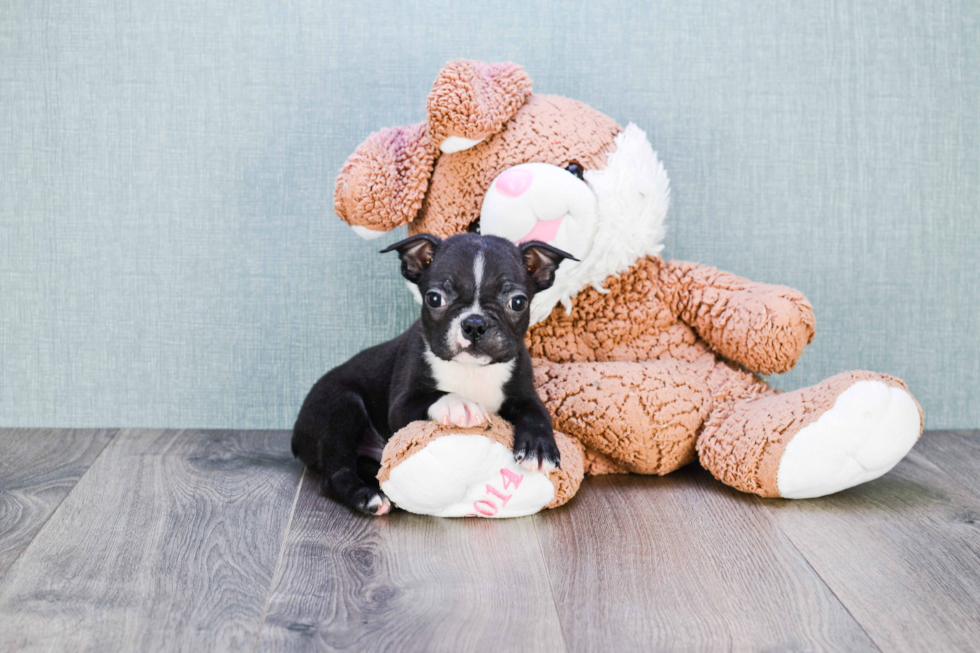 Sweet Boston Terrier Purebred Puppy