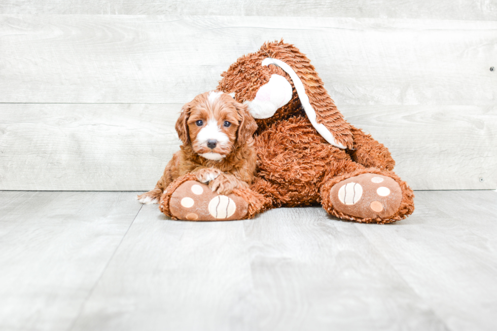 Playful Cavoodle Poodle Mix Puppy