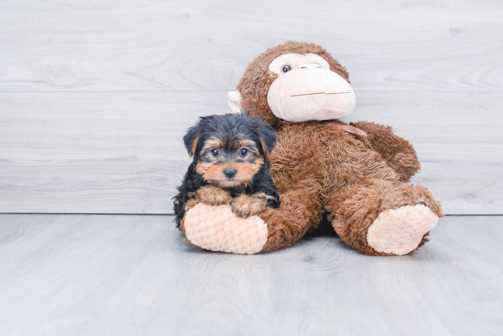 Meet Avery - our Yorkshire Terrier Puppy Photo 