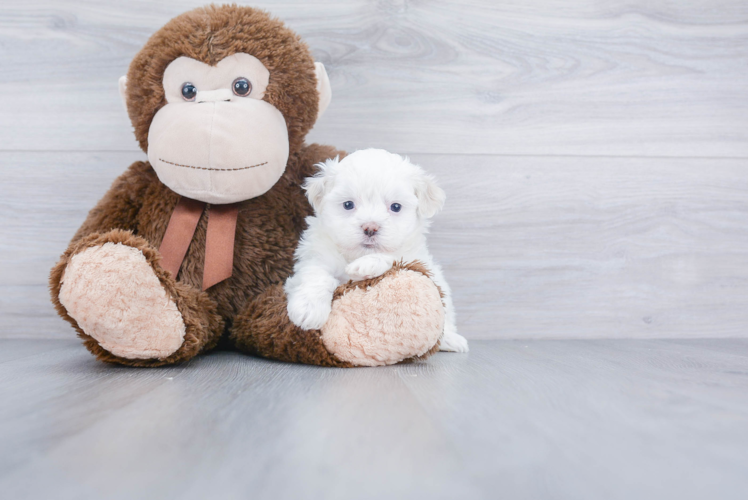 Teddy Bear Pup Being Cute