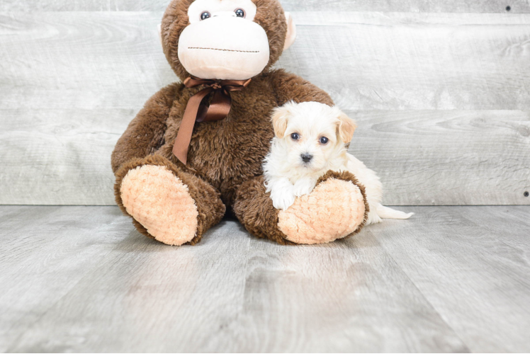 Fluffy Maltipoo Poodle Mix Pup