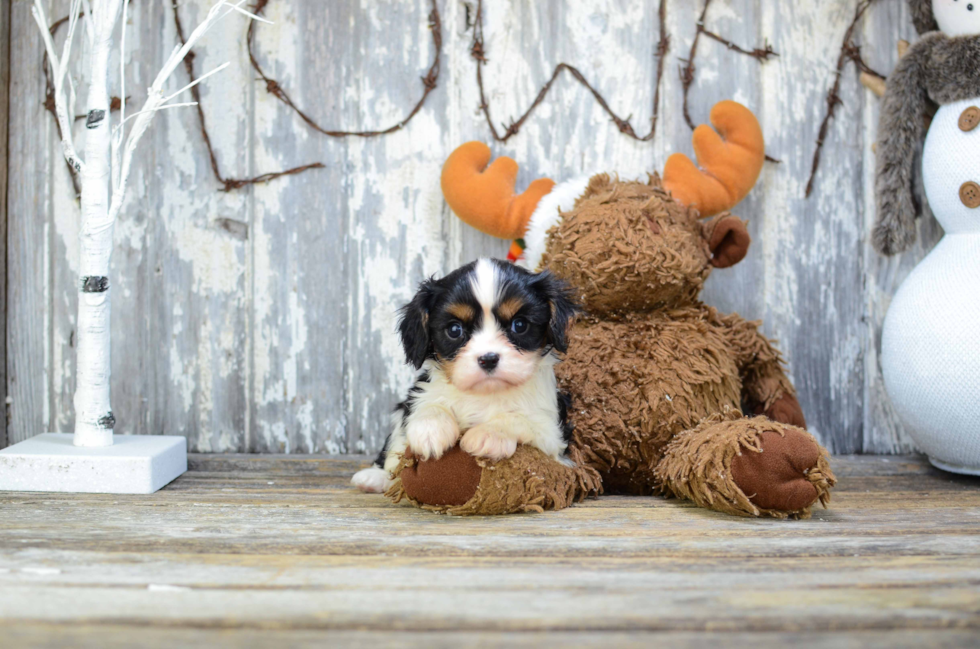 Cavalier King Charles Spaniel Pup Being Cute