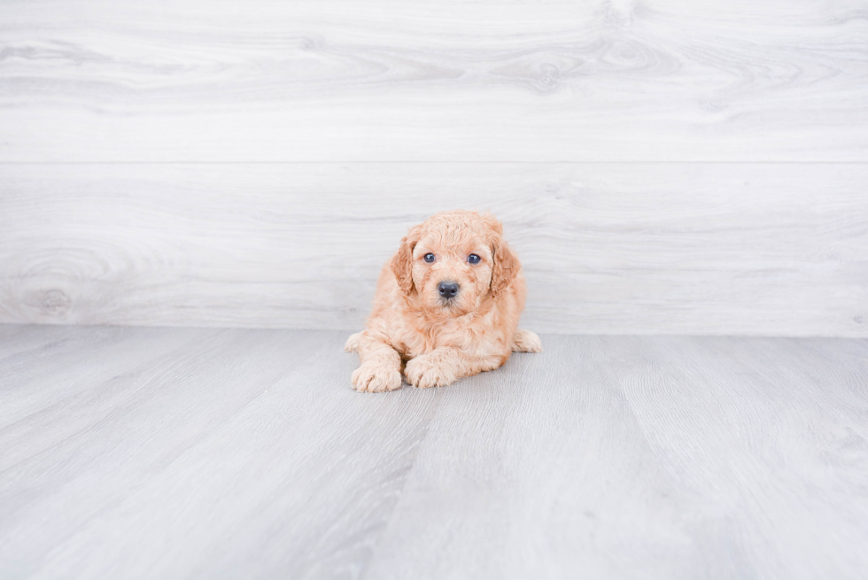 Best Mini Goldendoodle Baby