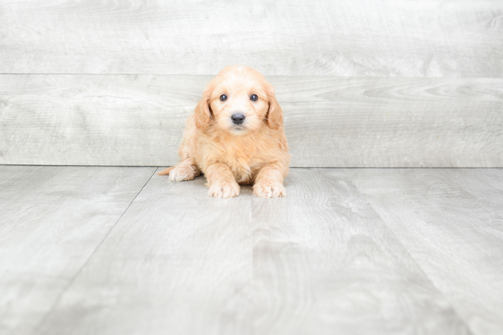 Sweet Mini Goldendoodle Baby