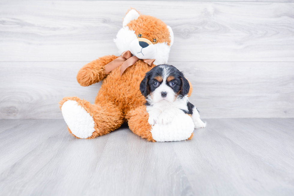 Energetic Cavalier King Charles Spaniel Purebred Puppy