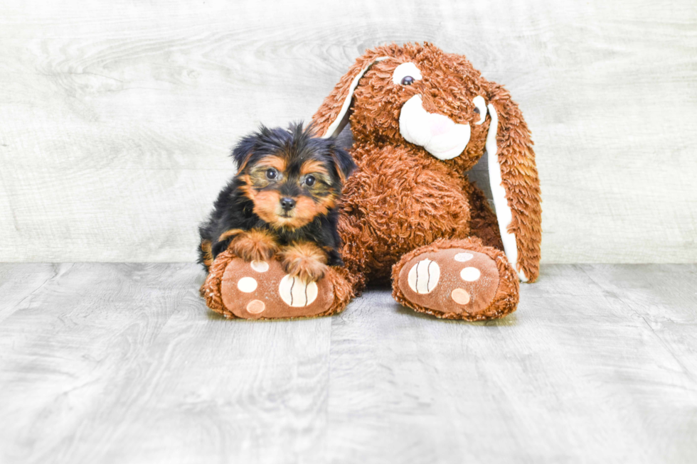 Meet Lacie - our Yorkshire Terrier Puppy Photo 