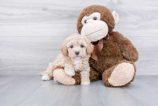 Maltipoo Pup Being Cute