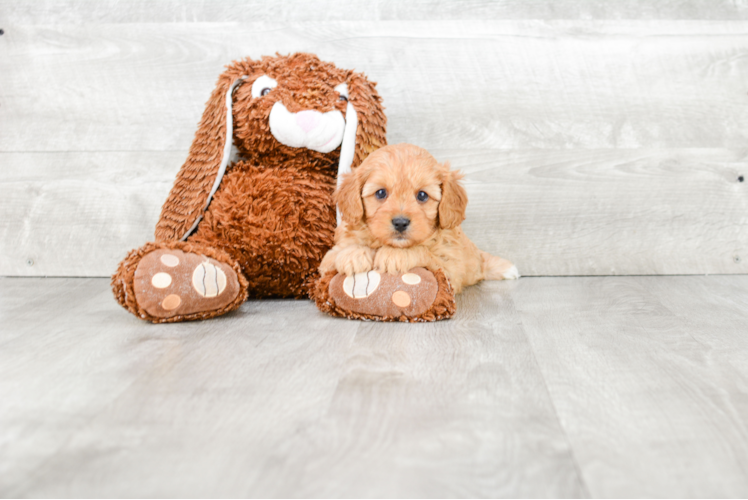 Playful Cavoodle Poodle Mix Puppy