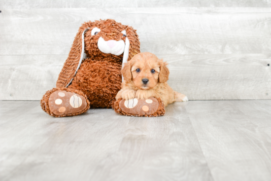 Playful Cavoodle Poodle Mix Puppy