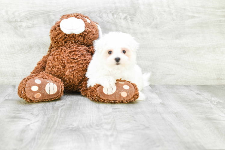 Playful Maltese Purebred Pup