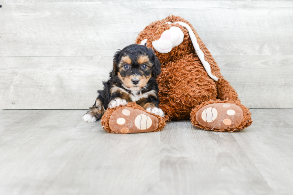 Popular Havanese Baby