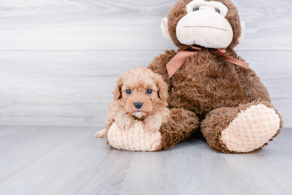 Friendly Cavapoo Baby