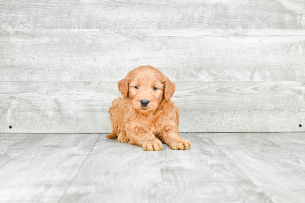 Popular Mini Goldendoodle Poodle Mix Pup