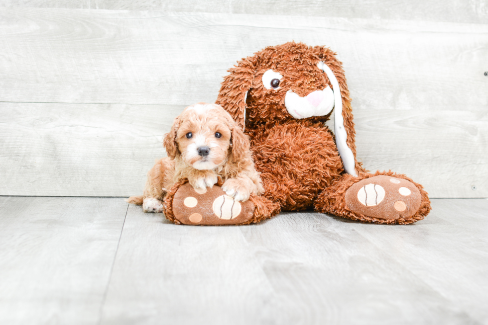 Funny Cavapoo Poodle Mix Pup