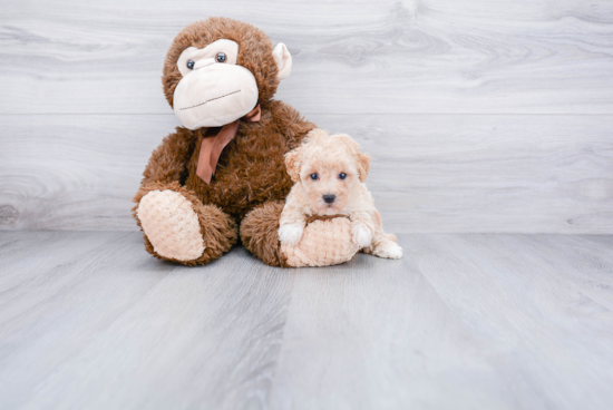 Fluffy Maltipoo Poodle Mix Pup