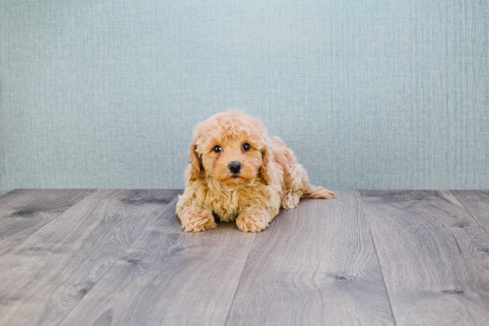 Best Cavapoo Baby