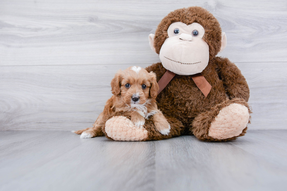 Petite Cavapoo Poodle Mix Pup