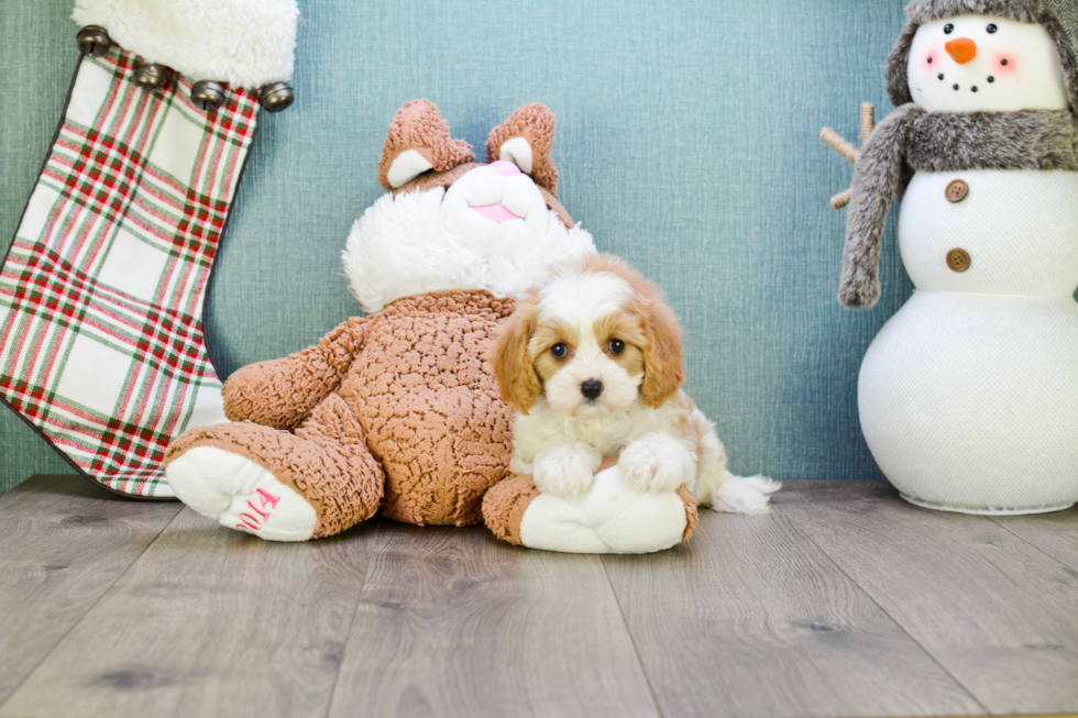 Cavapoo Pup Being Cute