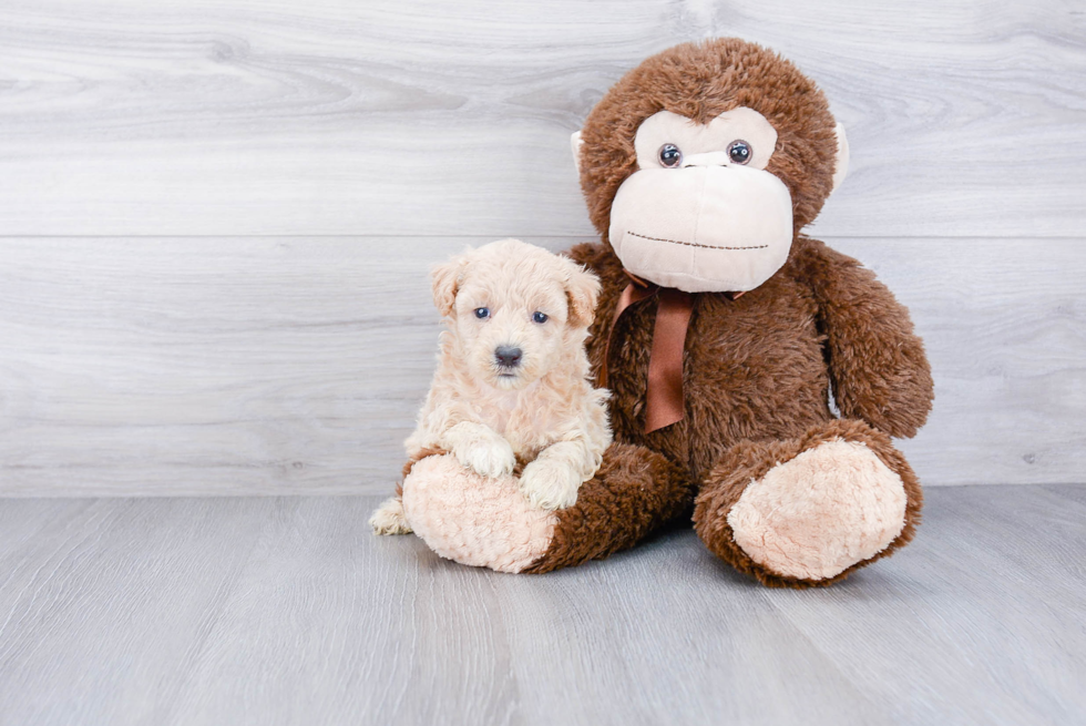 Happy Maltipoo Baby