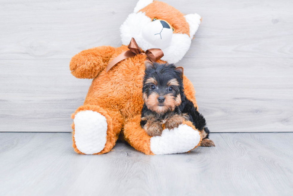 Meet Rascal - our Yorkshire Terrier Puppy Photo 