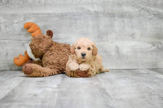 Mini Goldendoodle Puppy for Adoption