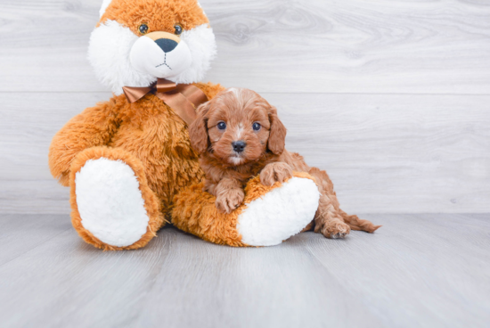 Cavapoo Pup Being Cute