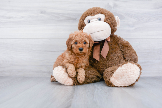 Energetic Golden Retriever Poodle Mix Puppy