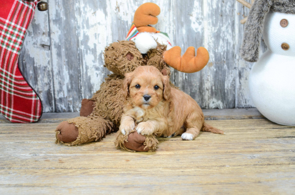 Best Cavapoo Baby