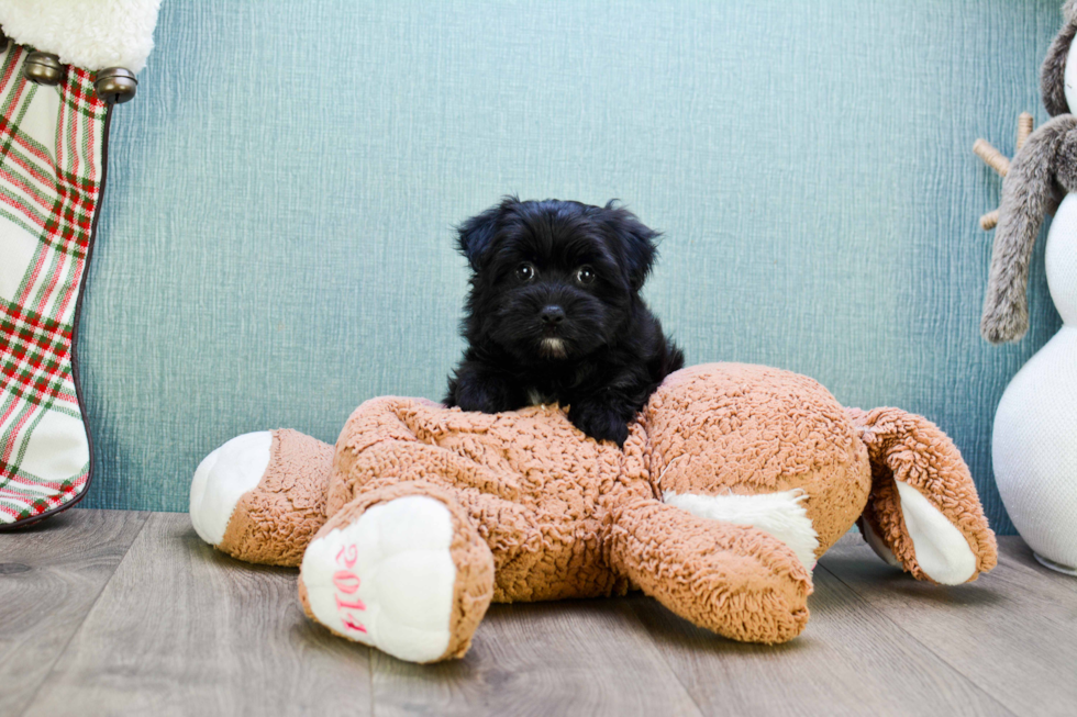 Fluffy Morkie Designer Pup