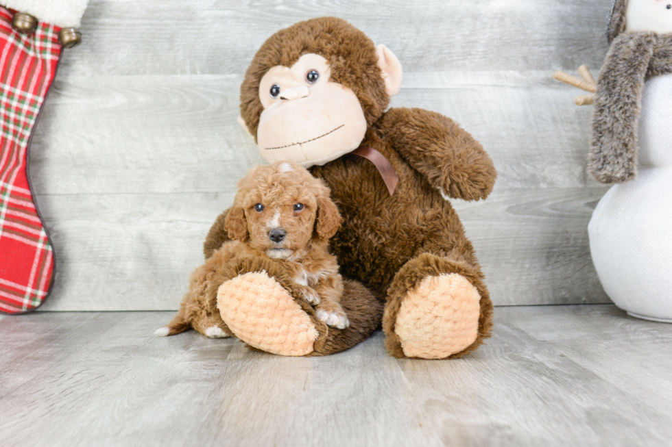 Cavapoo Pup Being Cute